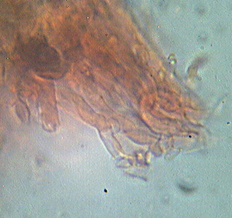 Steccherinum bourdotii